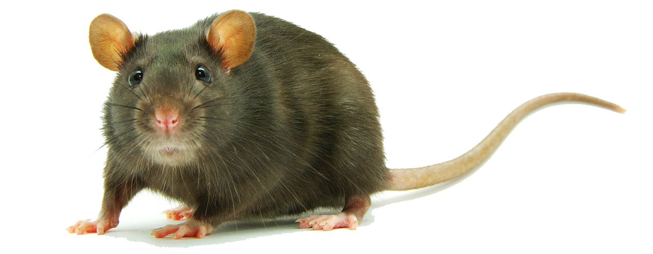 Png images transparent free. Rat clipart clear background