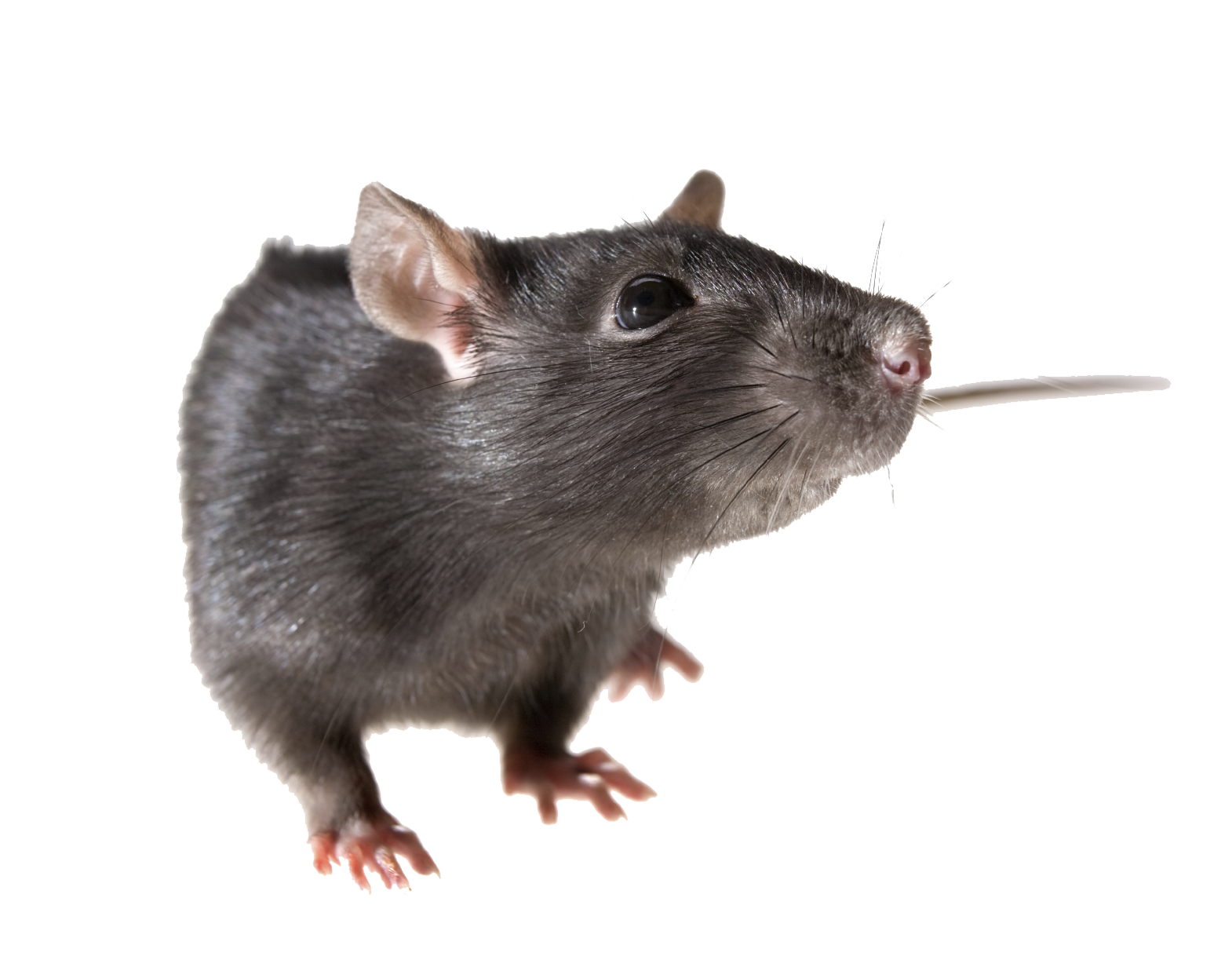 Clipart rat transparent background. Png images free download
