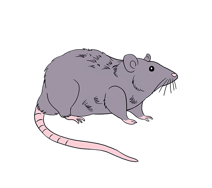Clipart rat water. Drawn free collection download