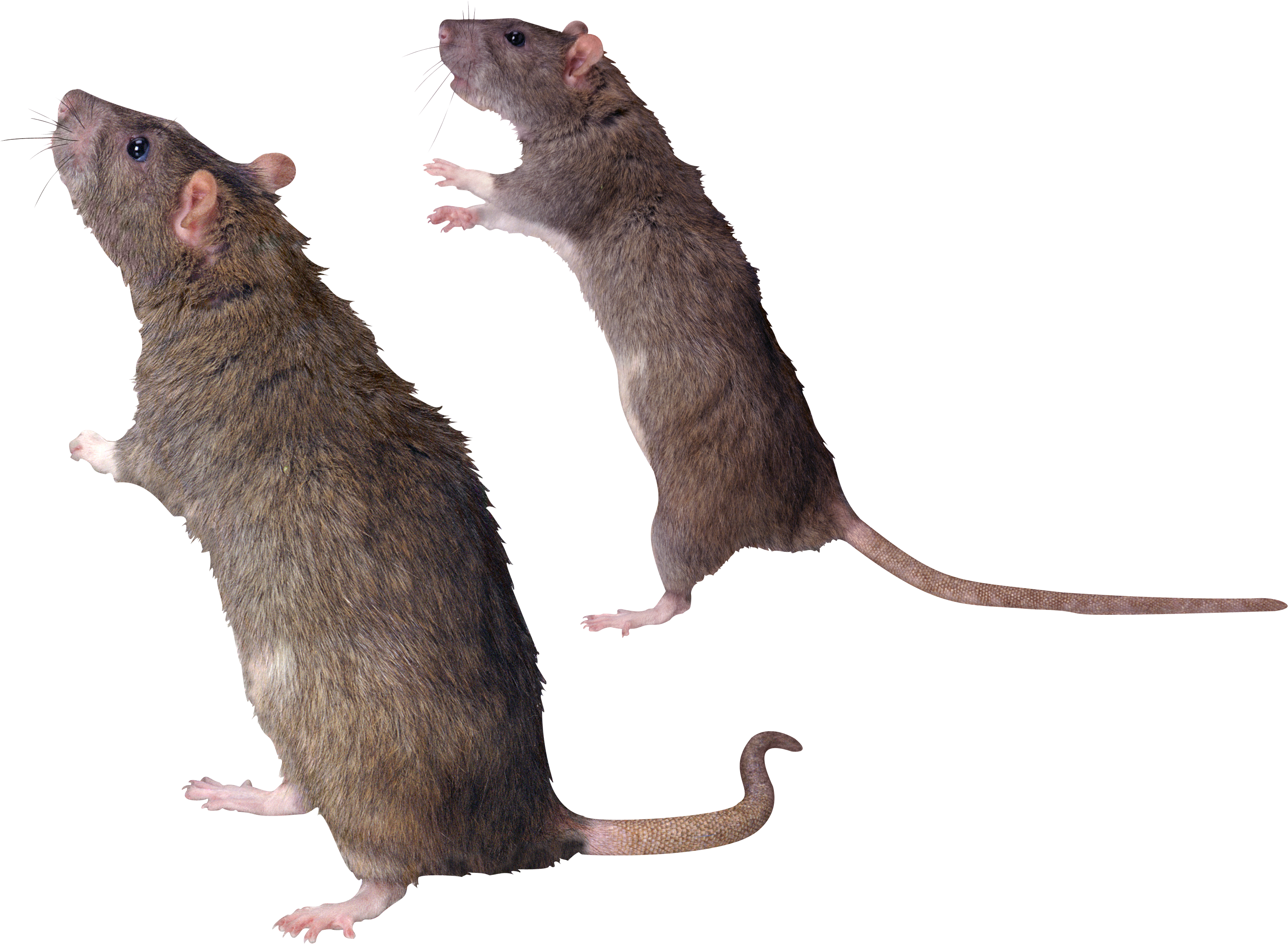Clipart rat water. Mouse mice png free