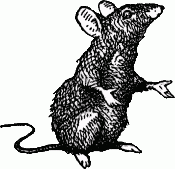 Clipart rat yersinia pestis. Black death was it