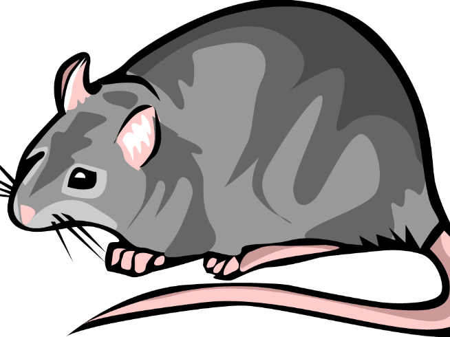 clipart rat yersinia pestis