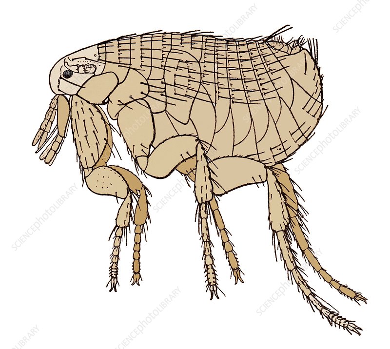 rat clipart yersinia pestis