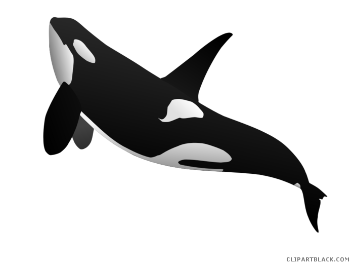 orca clipart outline
