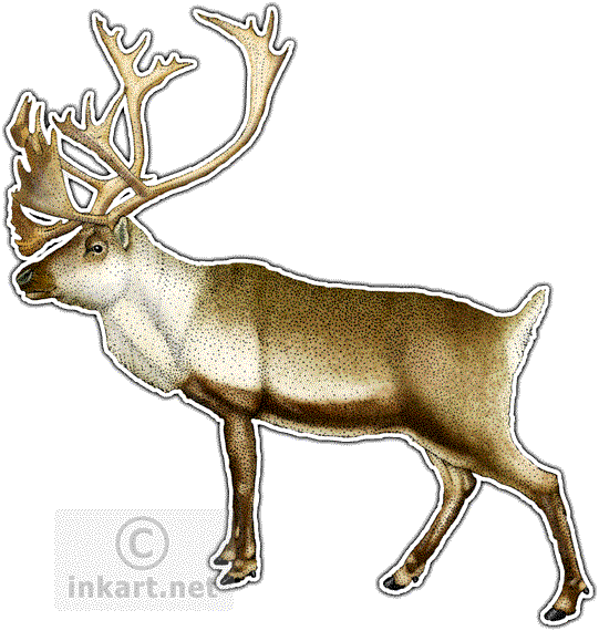 elk clipart caribou