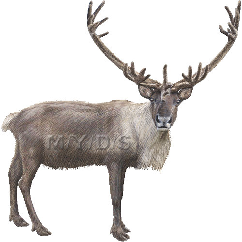 clipart reindeer caribou