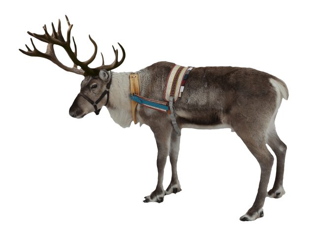 clipart reindeer real reindeer