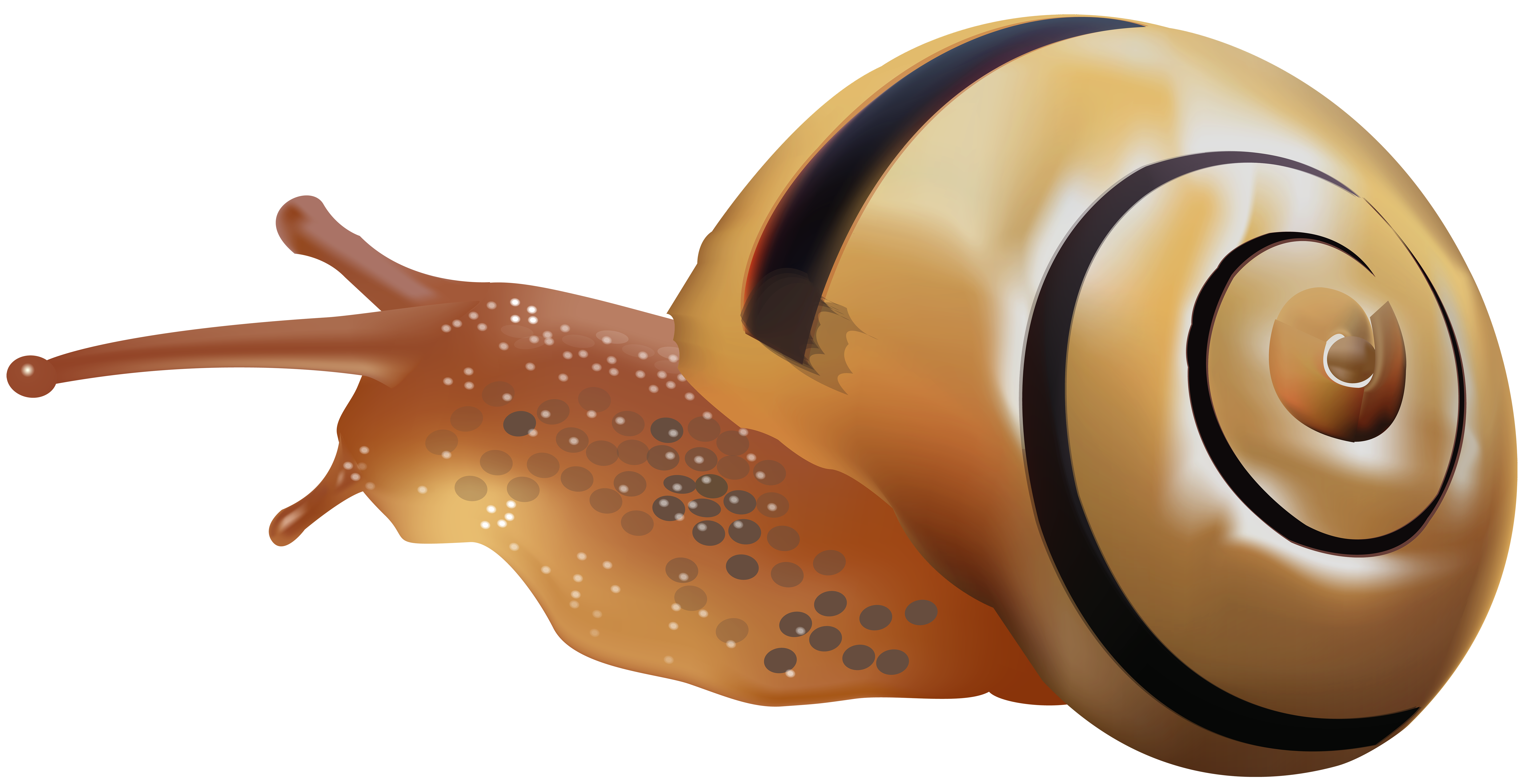 Sea snails frames illustrations. Clipart road wavy