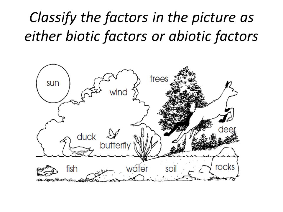 Lesson on biotic and. Clipart rock abiotic factor