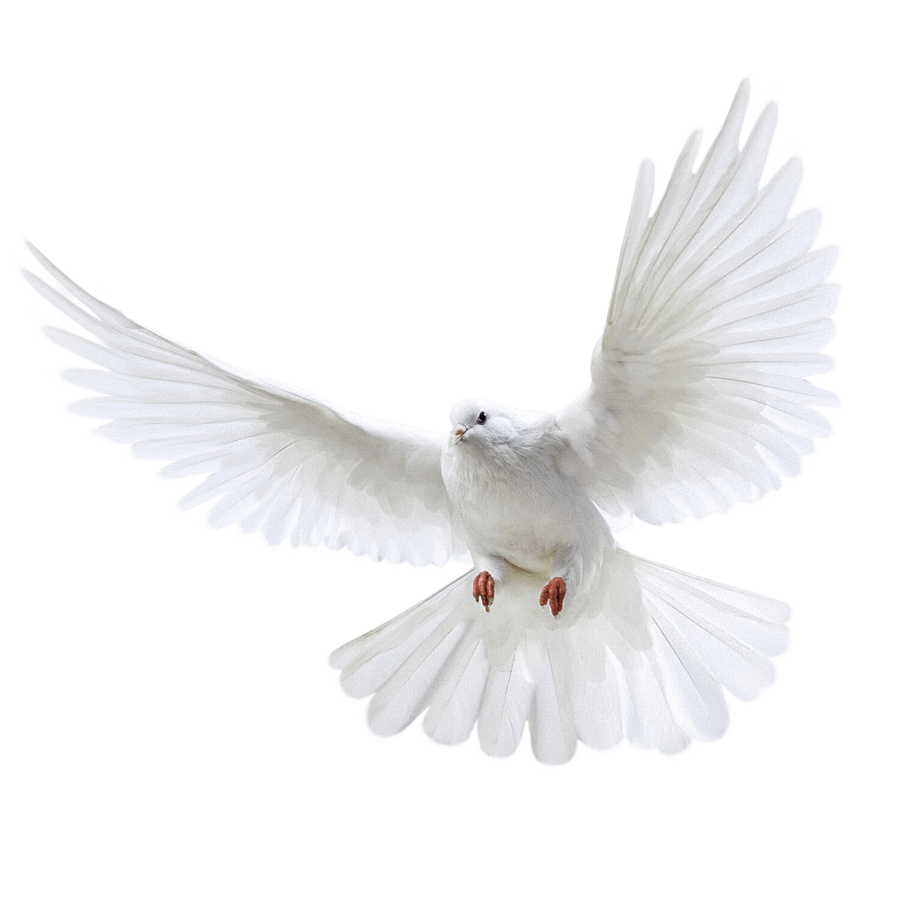 Pigeon clipart in flight. White flying png image