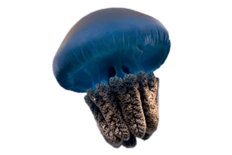 Jellyfish png stickpng blue. Clipart rock transparent background