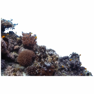 Rock clipart underwater. Rocks png pngtube 