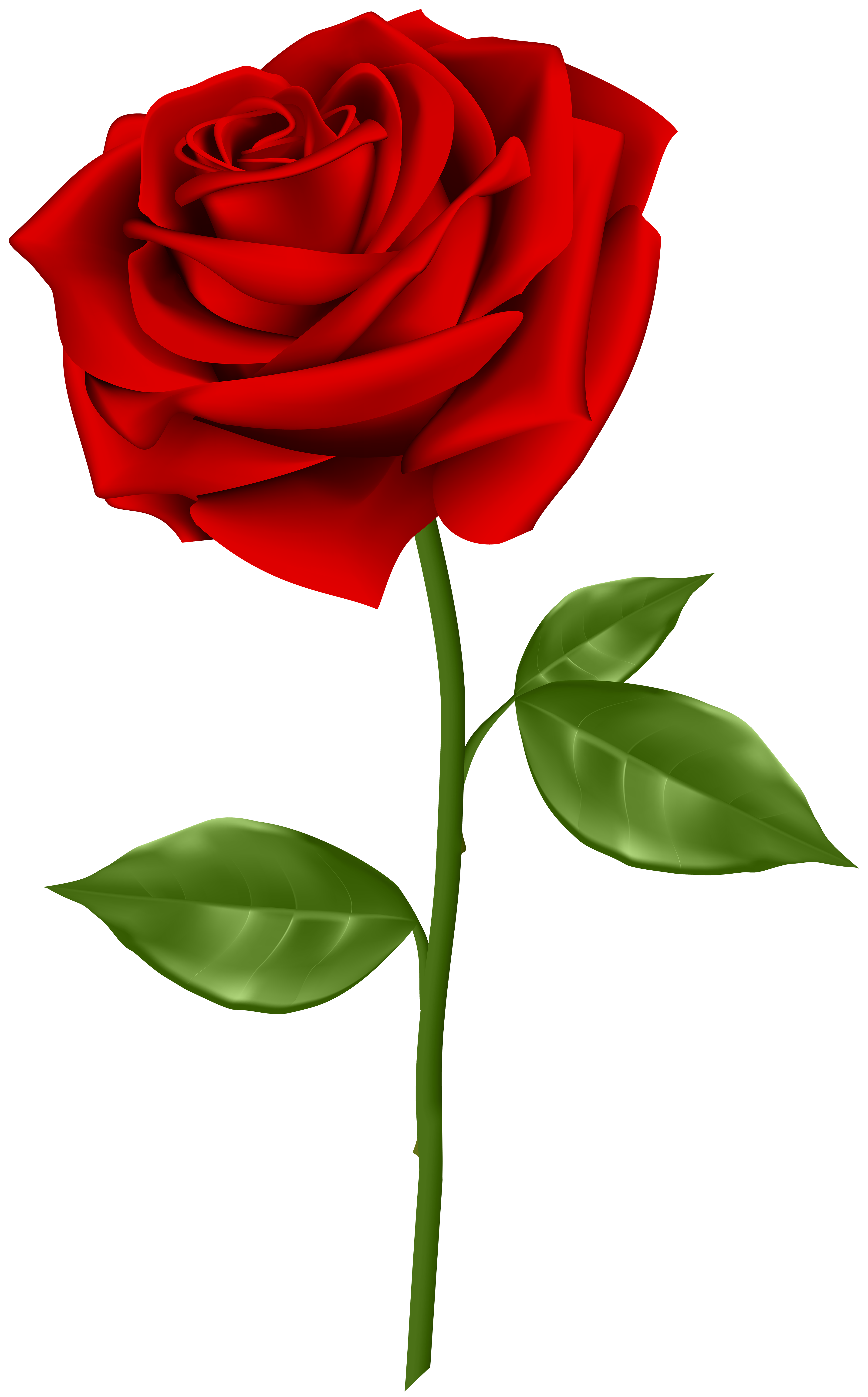 Red rose transparent clip. Single flower png