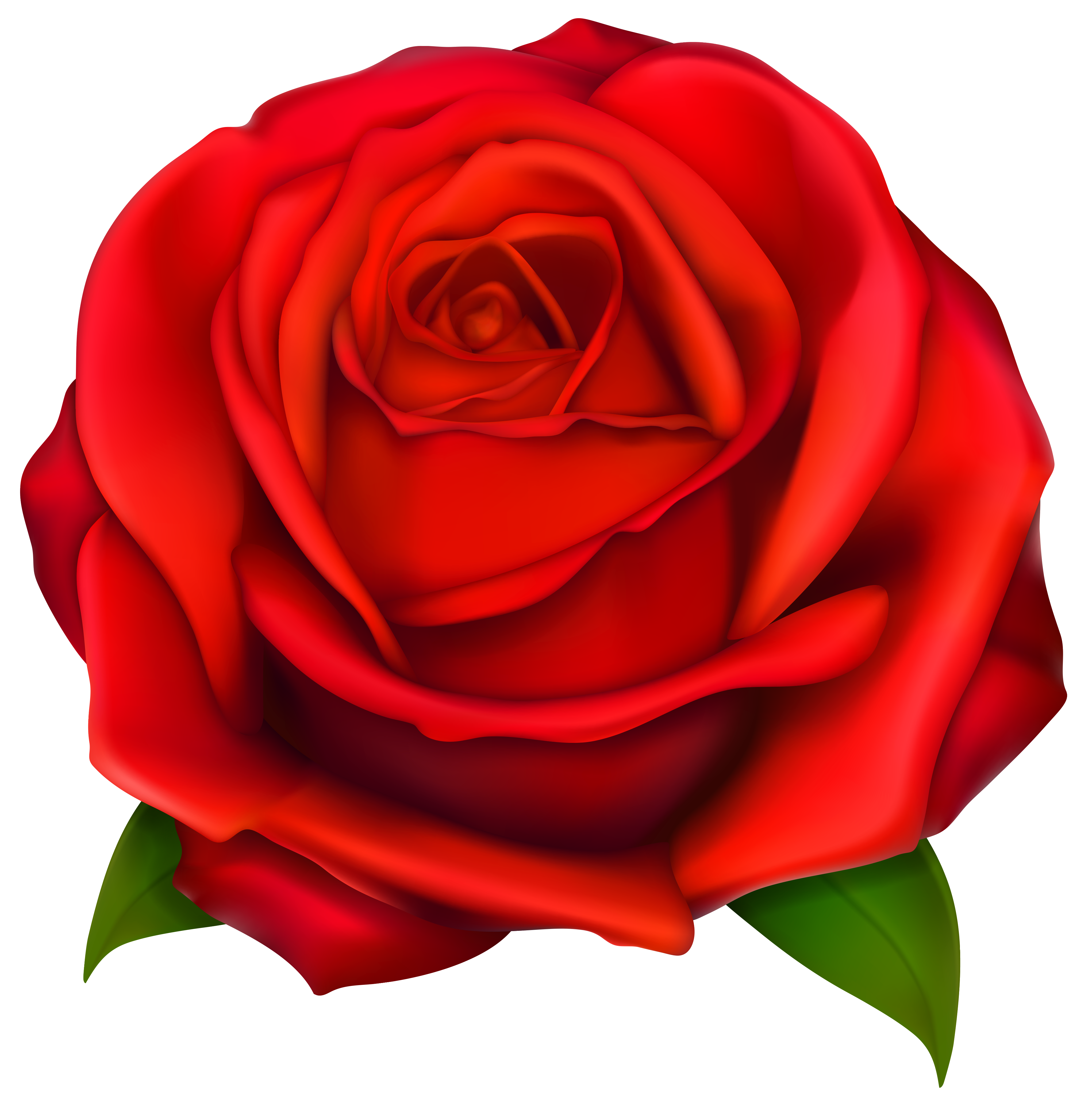 Image of clip art. Color clipart rose