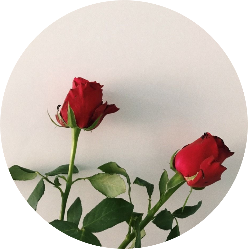 Aestheticcircle red redflowers redflower. Clipart rose aesthetic
