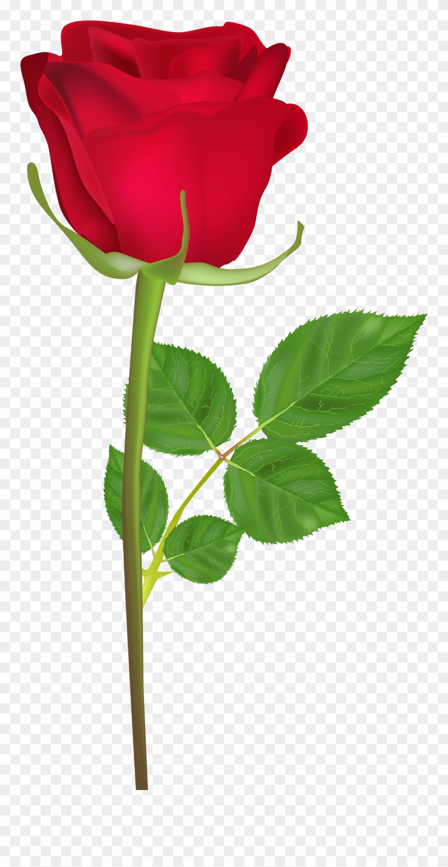 Happy gif pinclipart . Rose clipart birthday