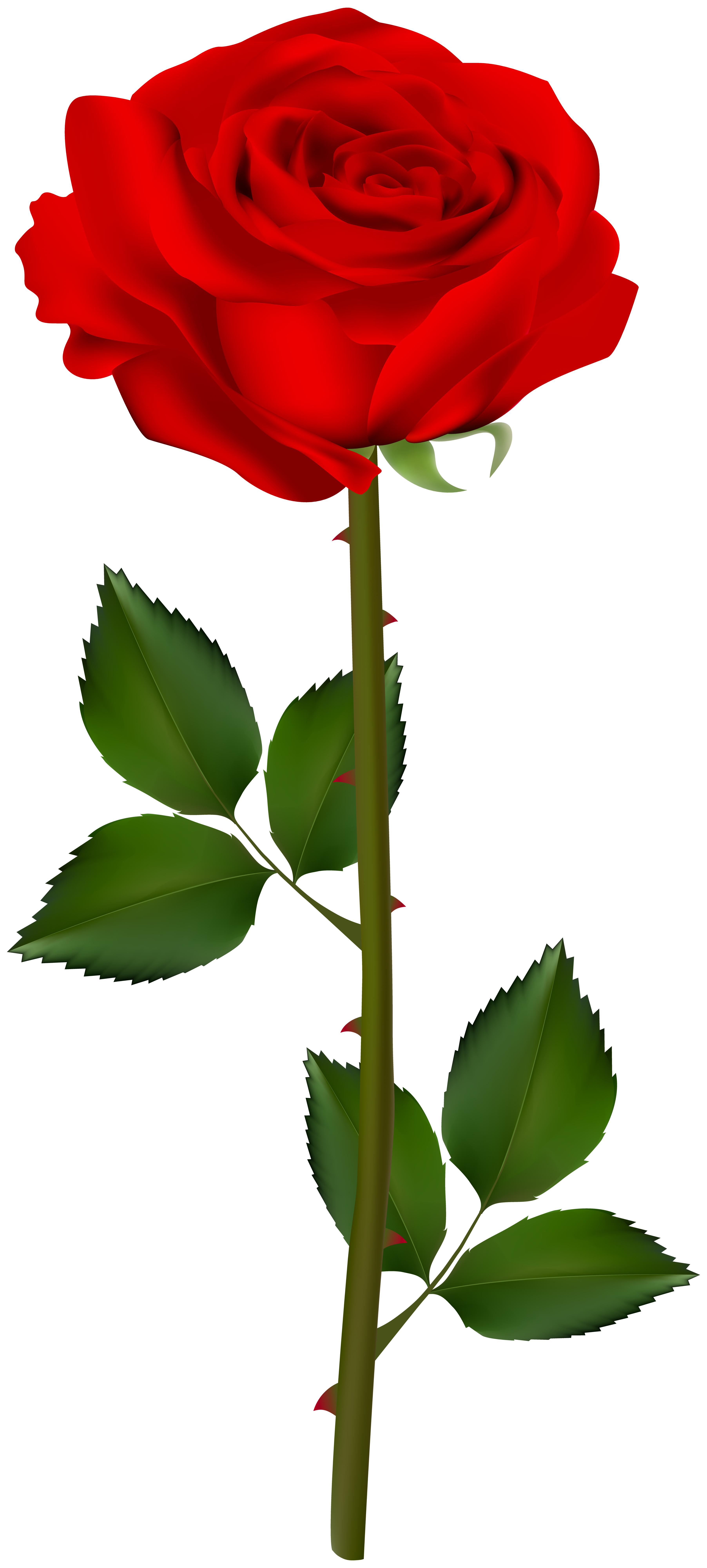 Clipart rose bloom. Garden at getdrawings com