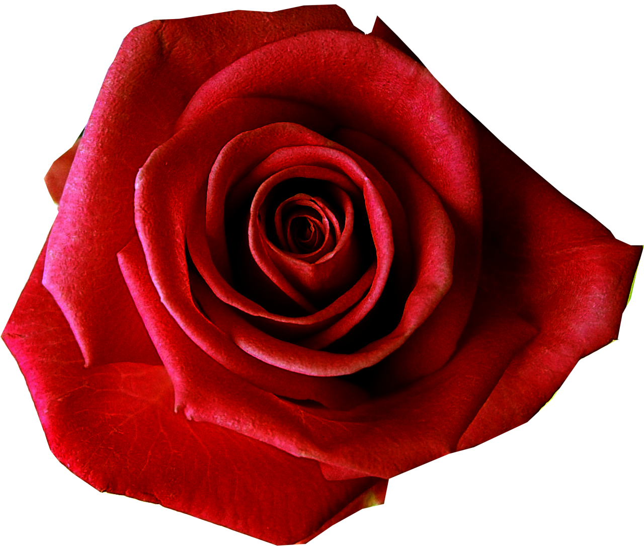 Red no google search. Clipart rose clear background