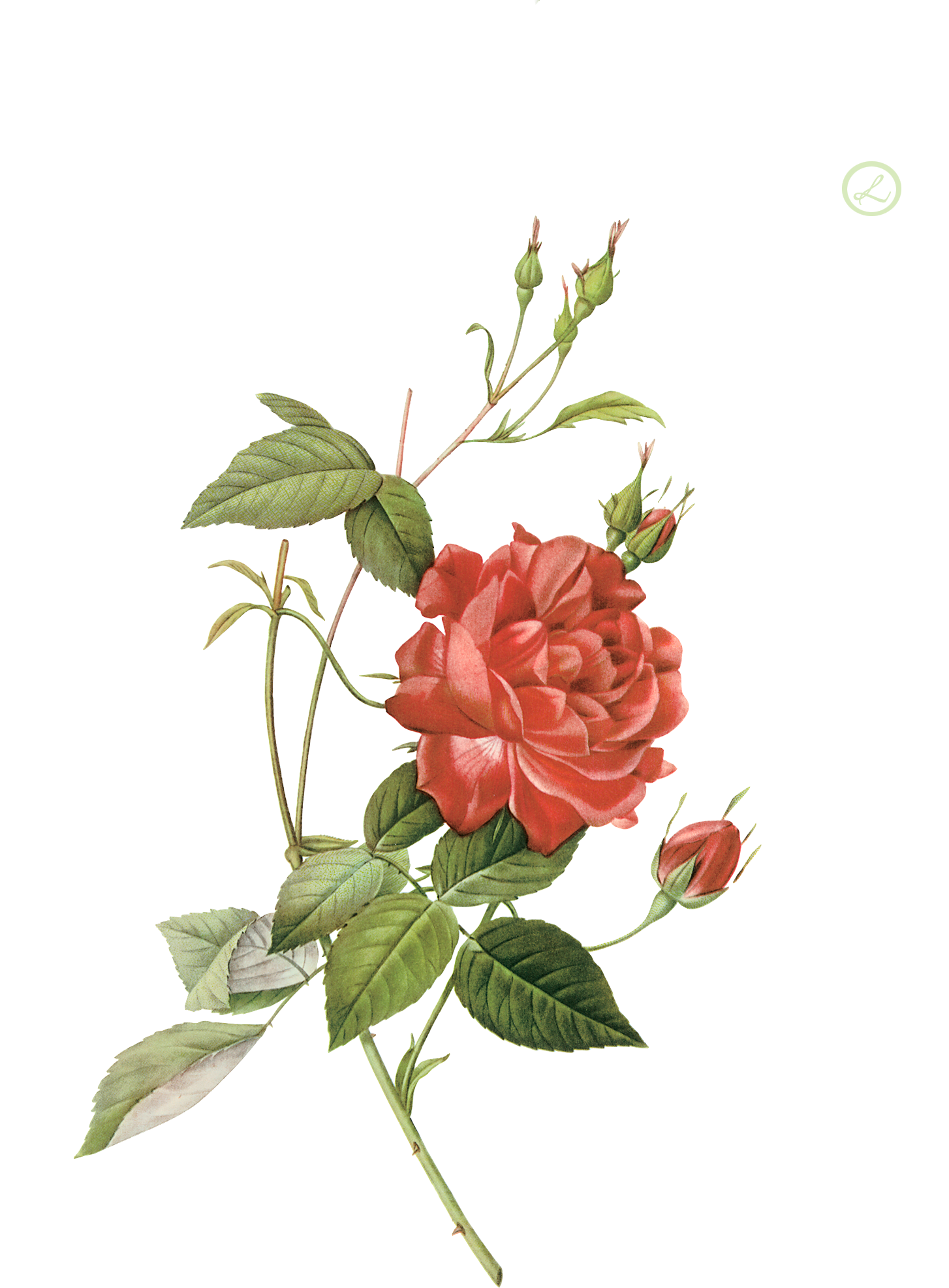 Clipart rose curved. Pin by on pinterest