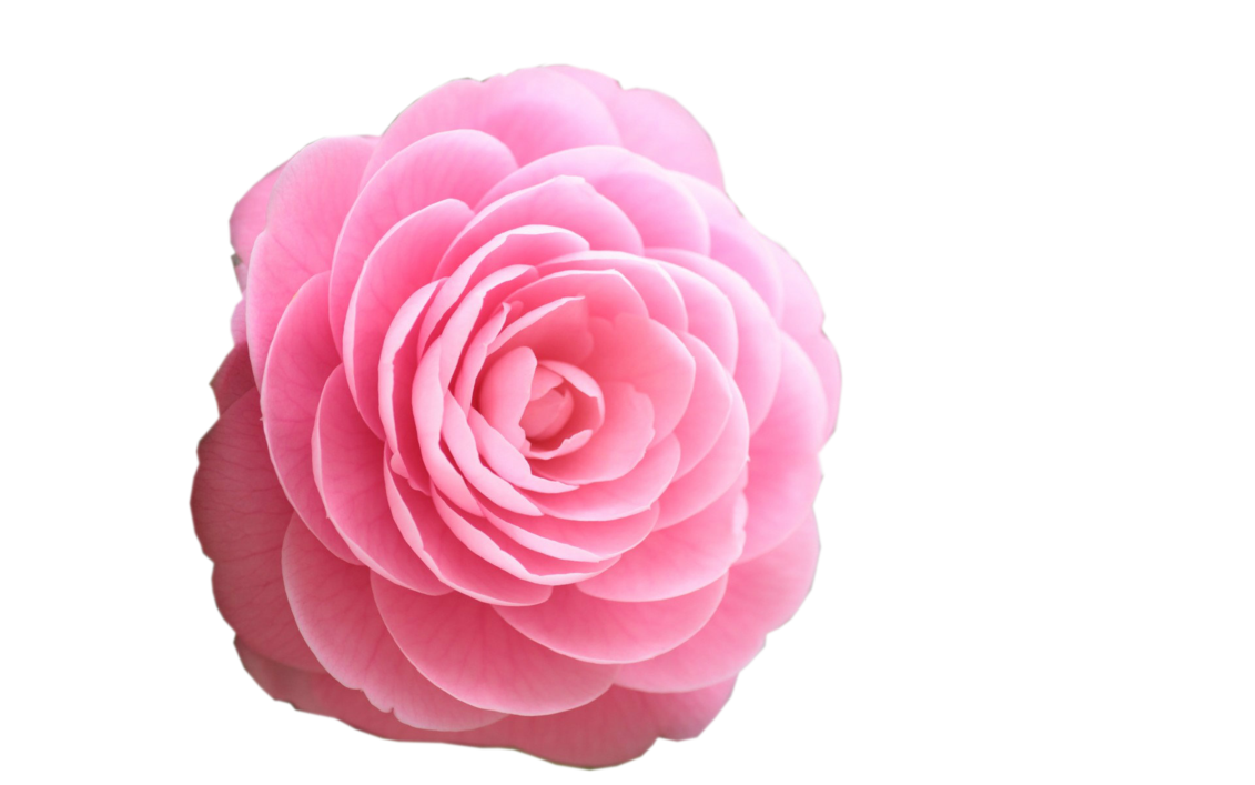 Beautiful pink rose by. Clipart roses cute