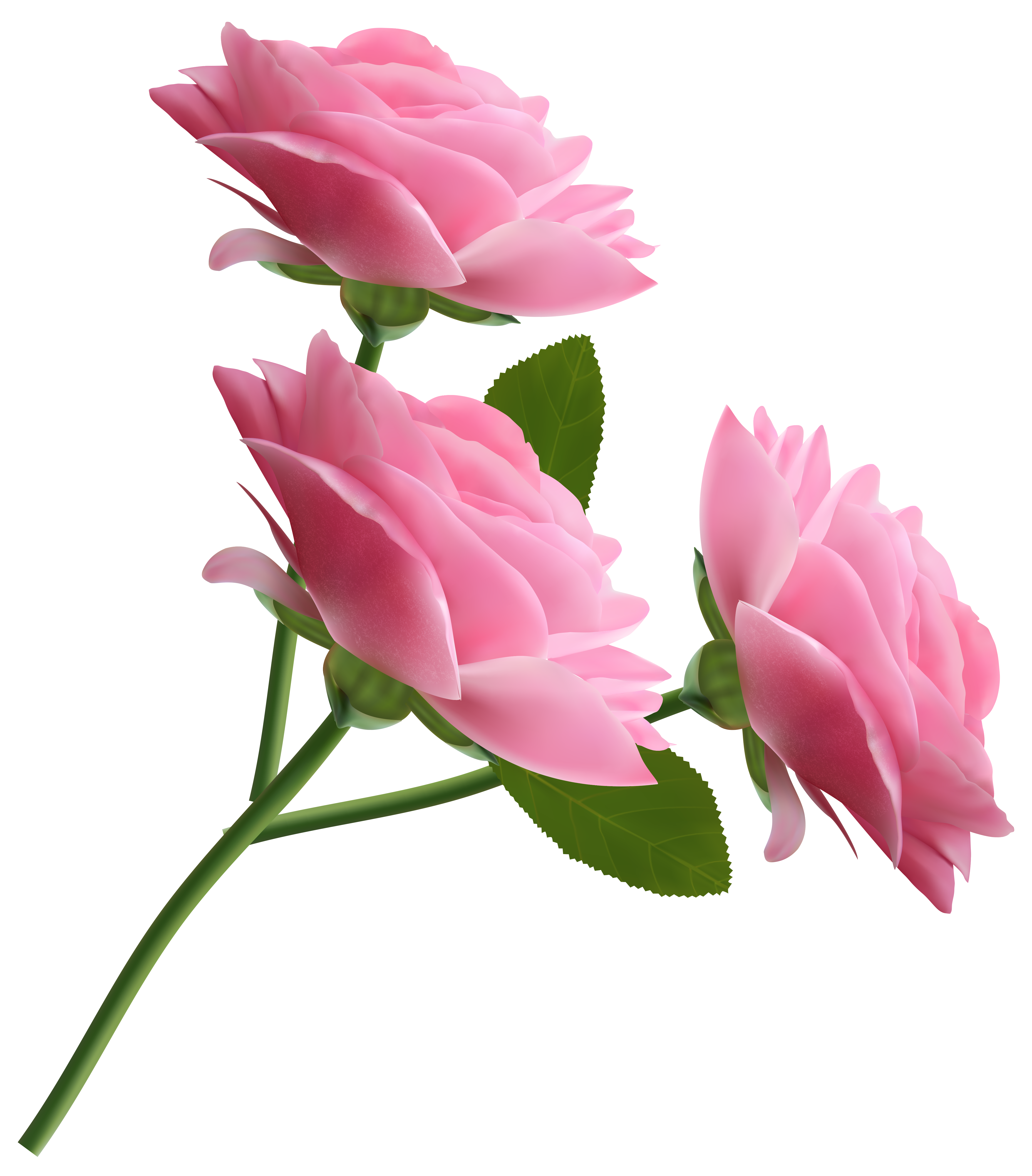 Clipart rose dome. Transparent png images roses