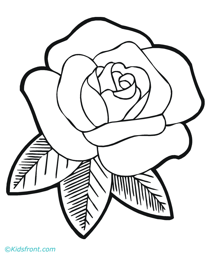 Free flower drawing download. Clipart rose drawn