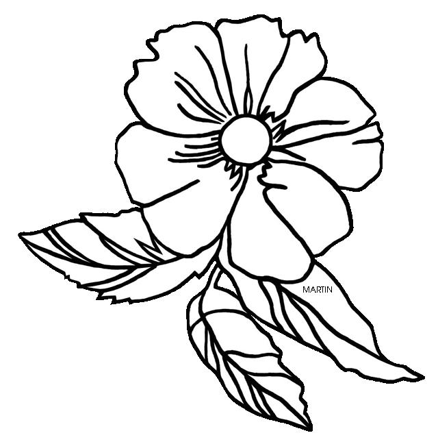 Clipart roses drawn. Cherokee rose drawing at