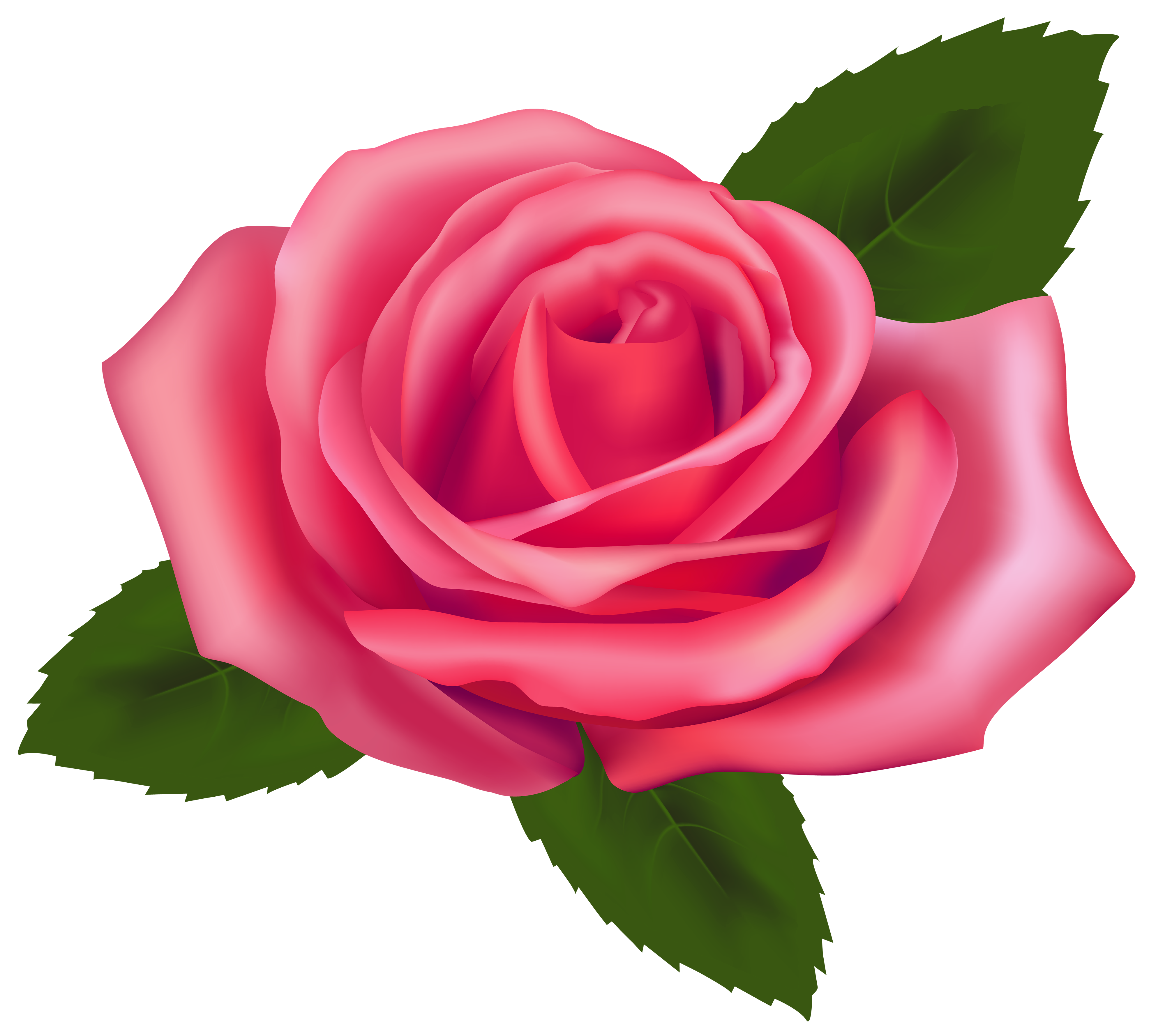 Beautiful pink rose png. Clipart roses blossom