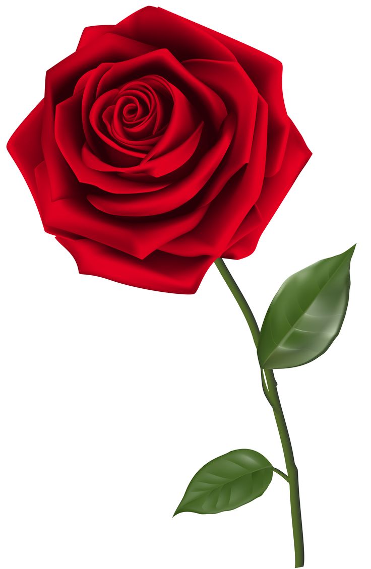 Free download best . Clipart rose english rose