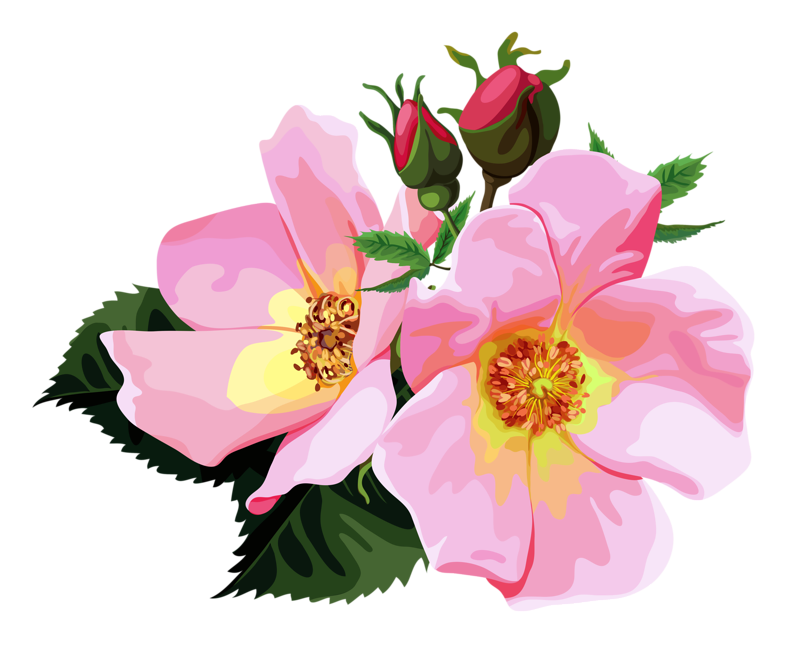  collection of transparent. Clipart rose face