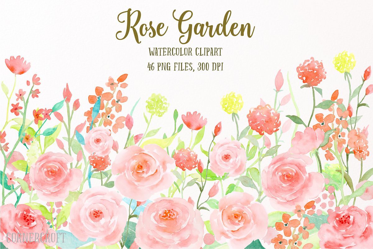 Clipart rose garden rose. Watercolor flower collection 