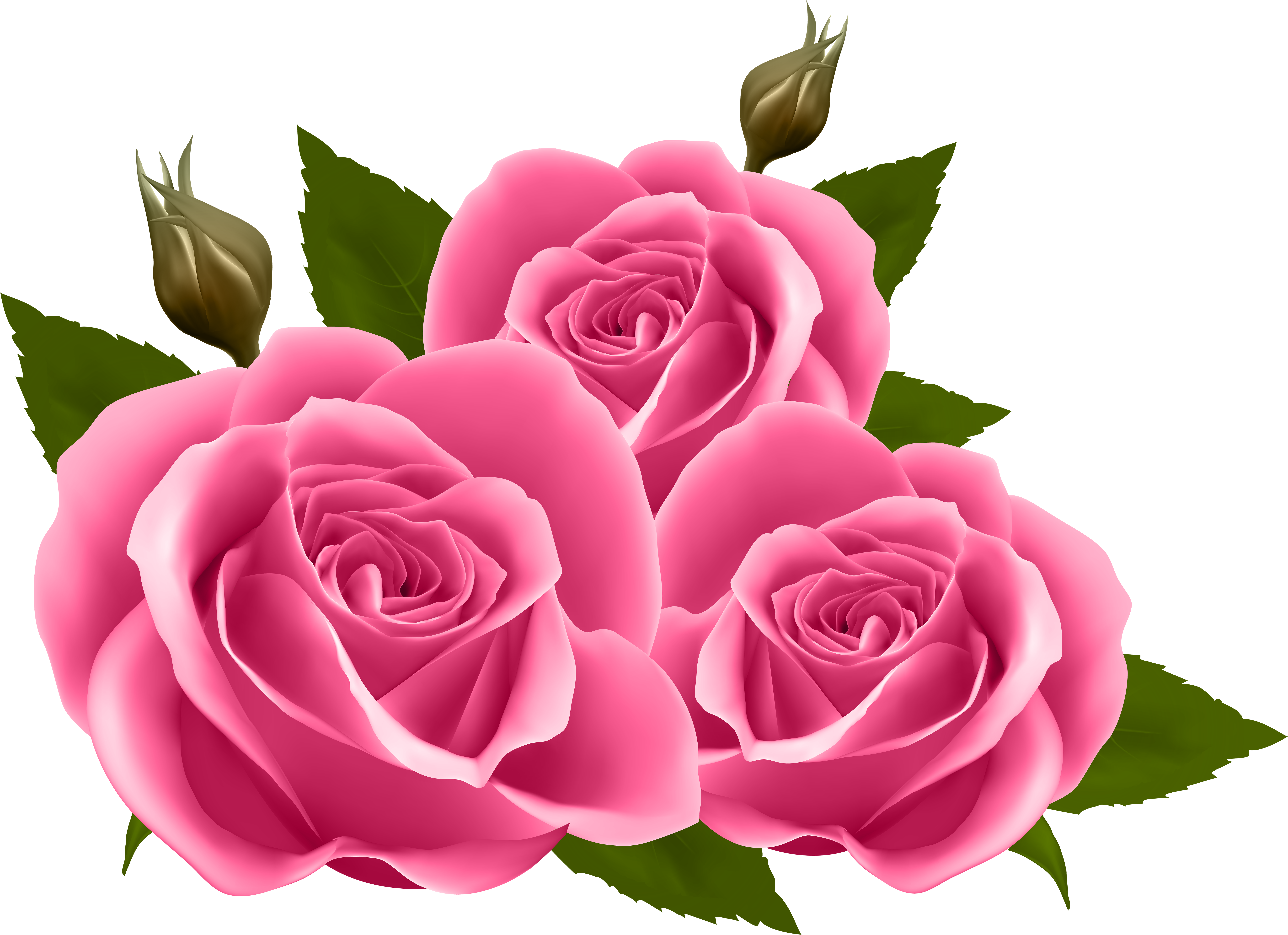 rose clipart garden rose