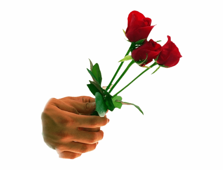 Transparent png and background. Clipart rose giving