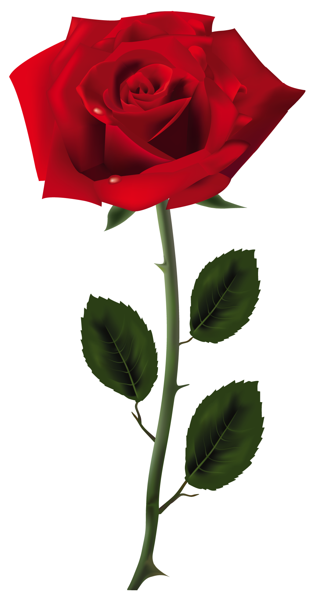 Png images a flower. Clipart rose giving