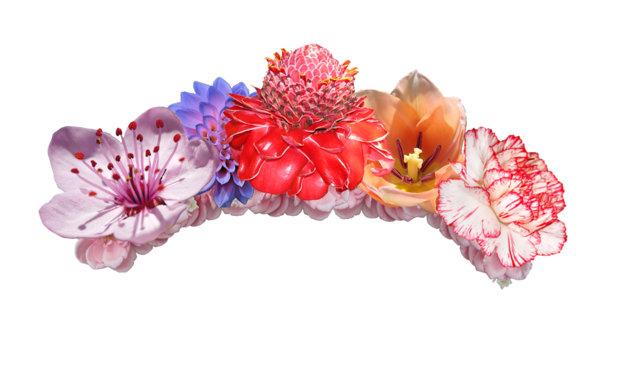 Clipart rose headband. Flower crown clip art