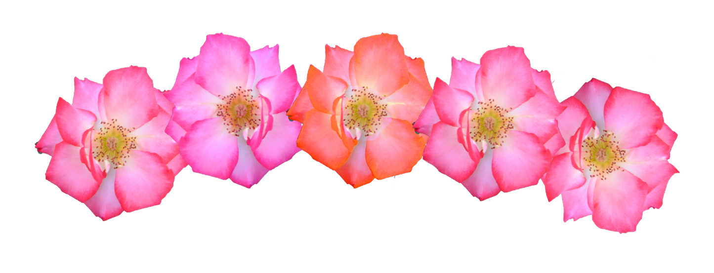 Flower crown transparent png. Clipart roses headband