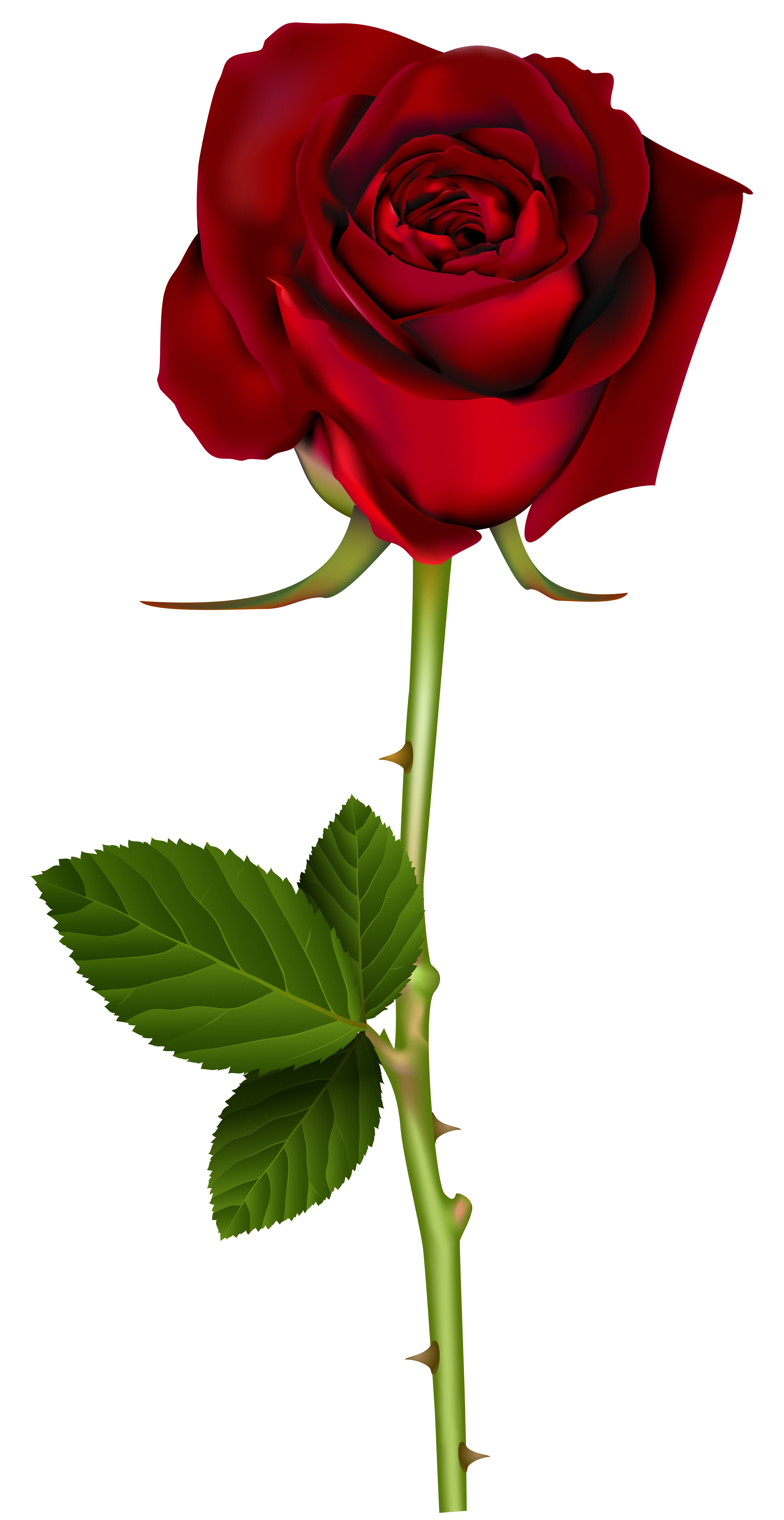 Clipart rose high resolution. Red png transparent image