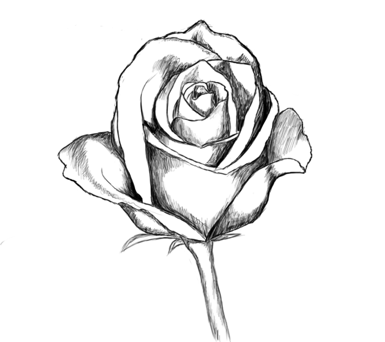 Clipart rose high resolution. Clip art library 