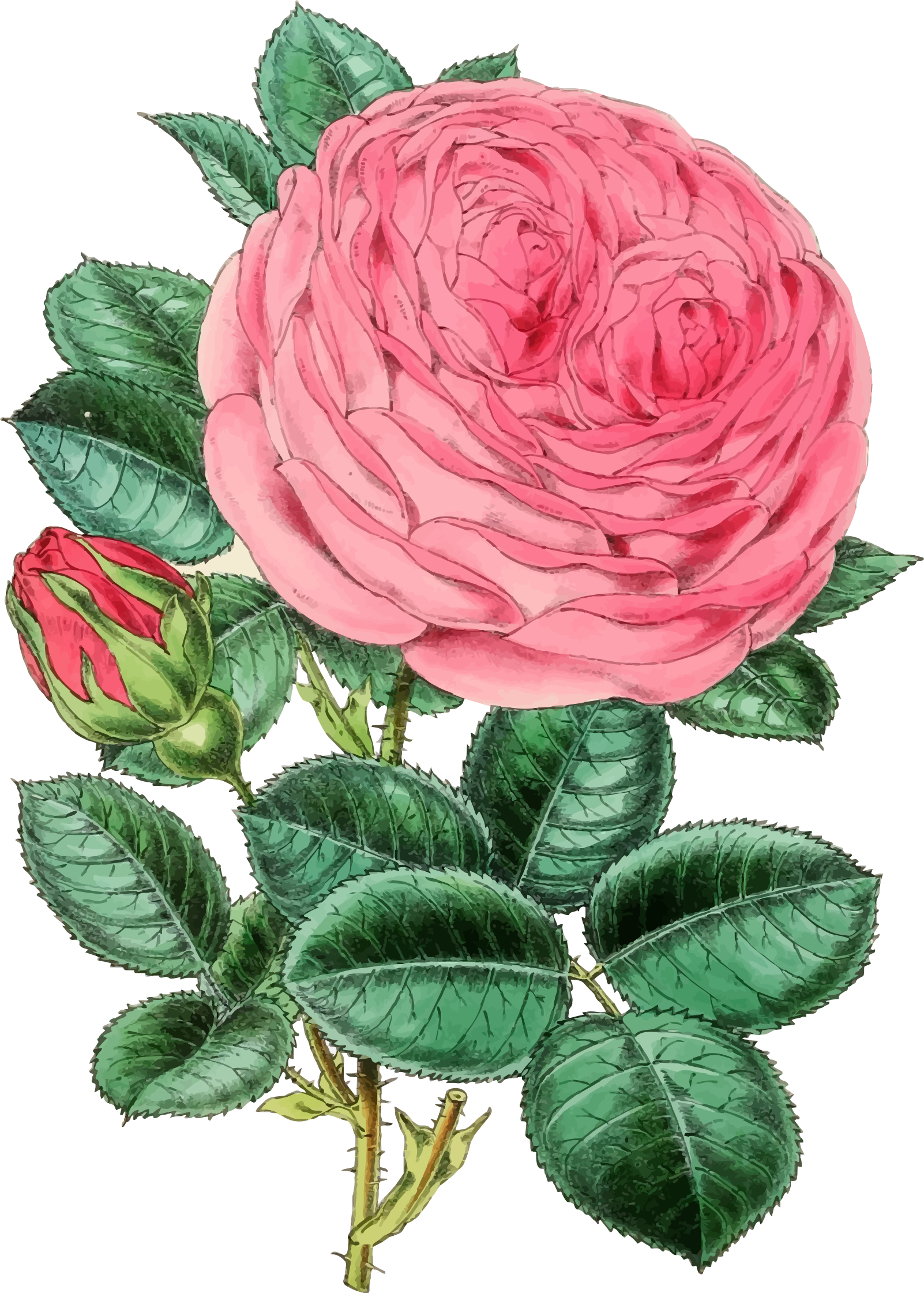 Clipart rose illustration. Vintage big image png
