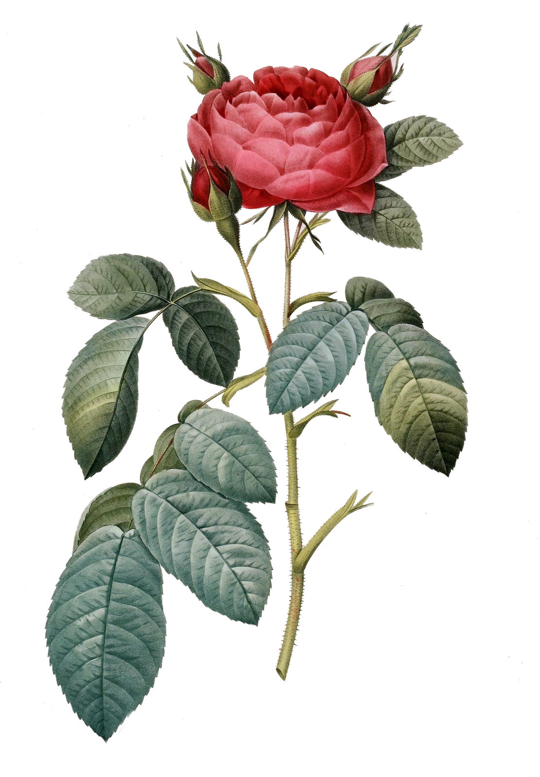 Clipart rose illustration. Vintage flower png best