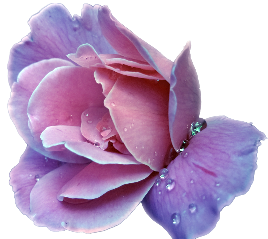 Clipart rose lavendar. Lavender flower purple clip