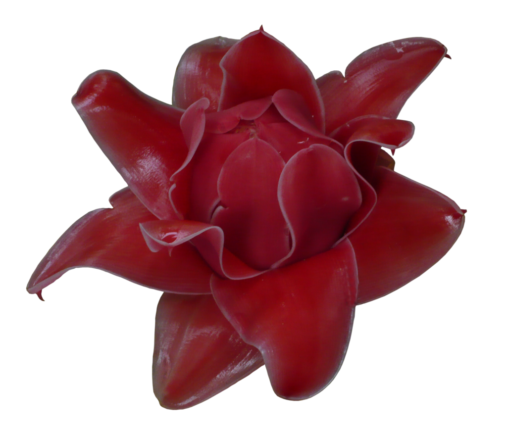 Exotic flower by idunahayaphotography. Clipart rose maroon