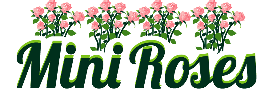 Miniature roses come in. Clipart rose mini rose