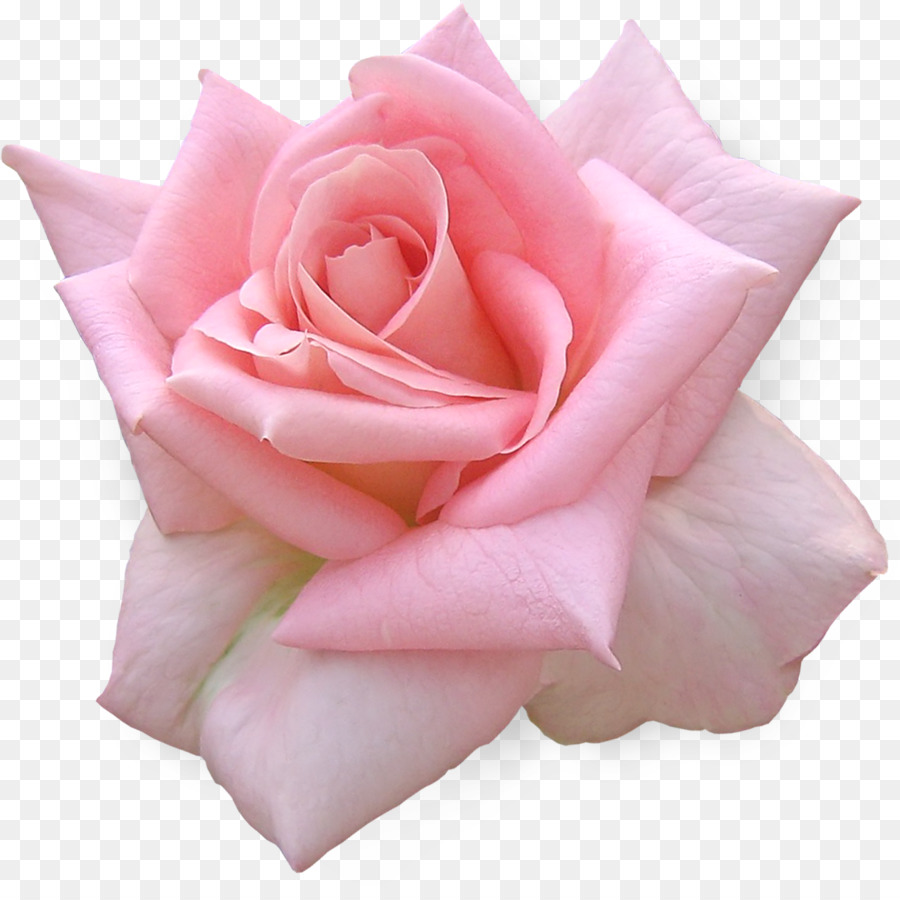 Clipart rose natural. Pink flowers background flower