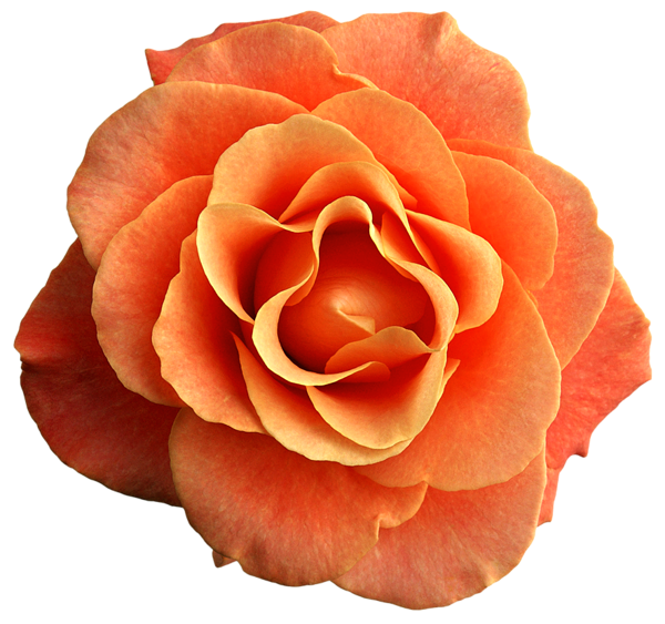 Clipart rose peach rose. Gallery free pictures 