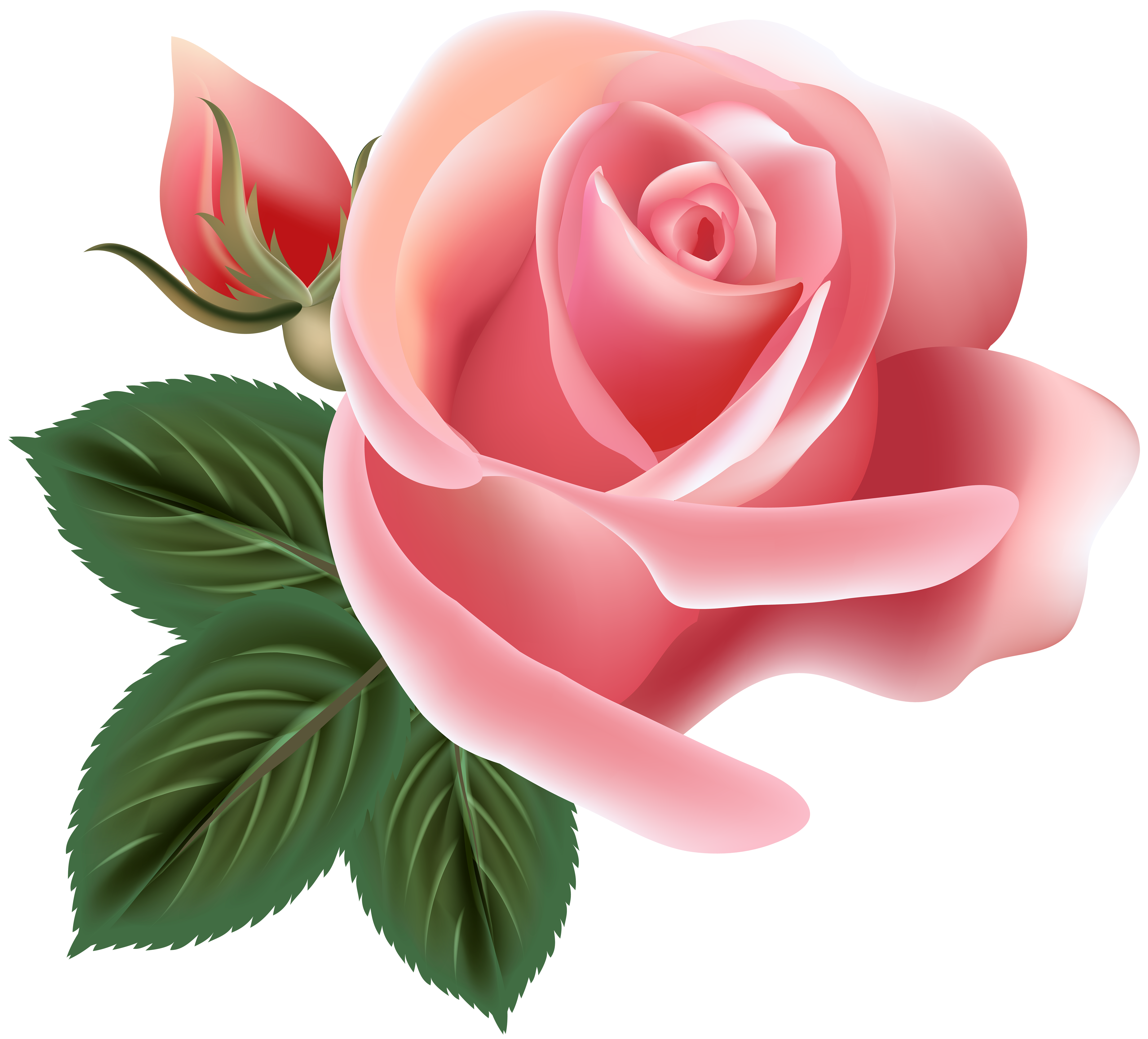 Clipart rose pink rose. Clip art png image