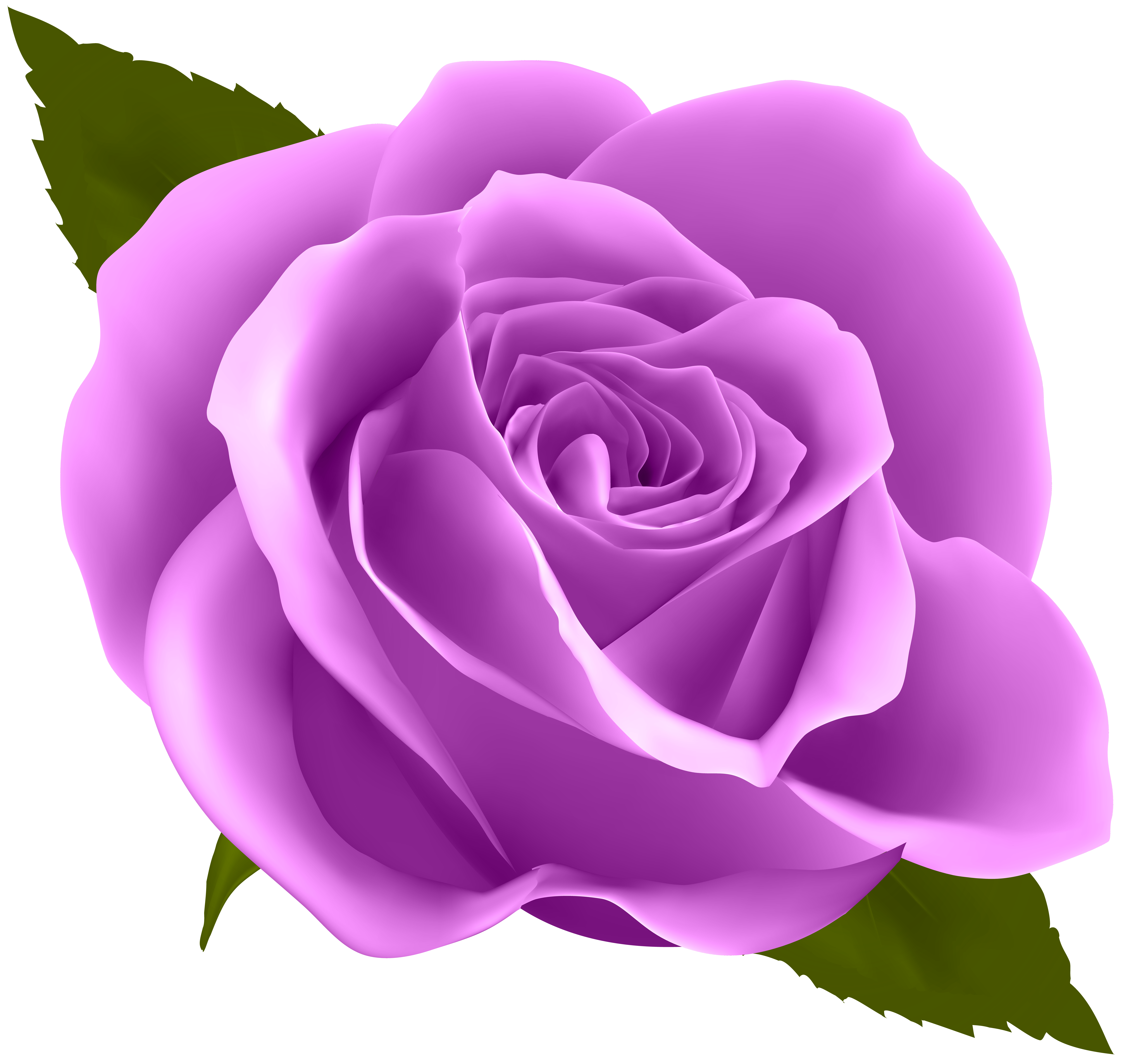 Clipart roses purple. Rose flower clip art