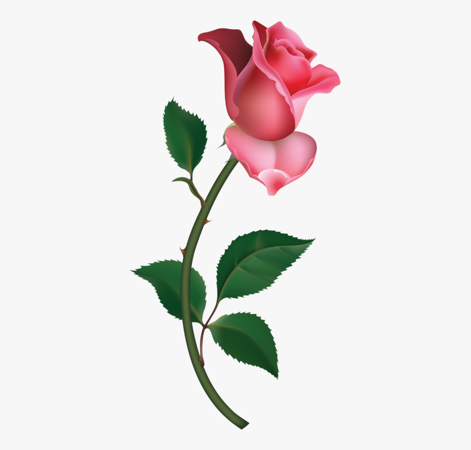 Pink clip art transparent. Clipart roses rose bud