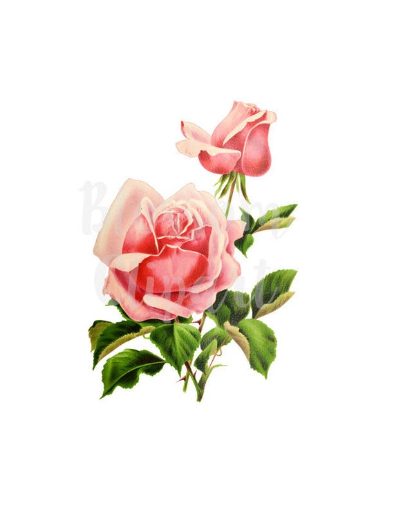 Digital download vintage clip. Clipart rose shabby chic