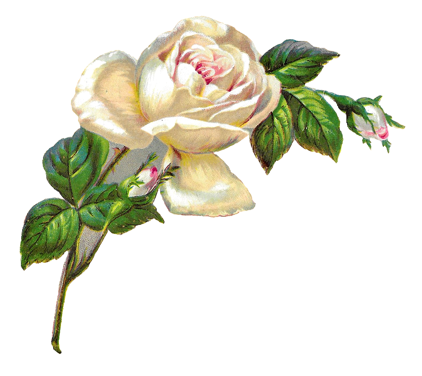 White clipart rose. Antique images shabby chic